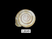 藏品(班卡拉蝸牛)的圖片